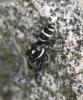 Salticus propinquus